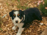 Maisie, a female Australian Shepherd for sale in Cotati, CA – Photo 1 of 3
