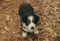 Maisie, a female Australian Shepherd for sale in Cotati, CA – Photo 3 of 3