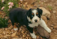 Maisie, a female Australian Shepherd for sale in Cotati, CA – Photo 2 of 3