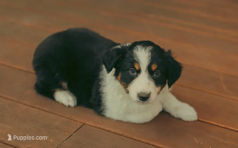 Juliet – Australian Shepherd puppy for sale in Cotati, CA