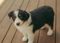 Juliet, a female Australian Shepherd for sale in Cotati, CA – Photo 2 of 3