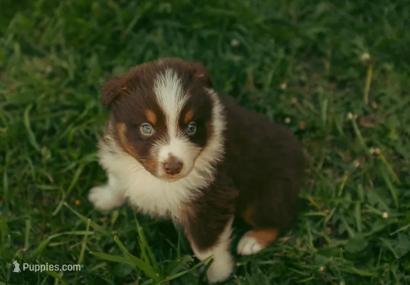 Cedar, a male Australian Shepherd for sale in Cotati, CA – Photo 1 of 3