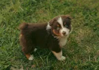Cedar, a male Australian Shepherd for sale in Cotati, CA – Photo 3 of 3