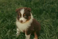 Cedar, a male Australian Shepherd for sale in Cotati, CA – Photo 2 of 3