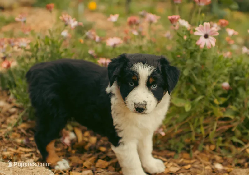 Emerald, a female Australian Shepherd for sale in Cotati, CA – Photo 1 of 3