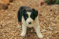 Emerald, a female Australian Shepherd for sale in Cotati, CA – Photo 2 of 3