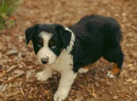 Emerald, a female Australian Shepherd for sale in Cotati, CA – Photo 3 of 3