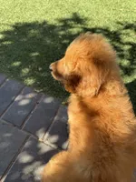 Hazel - Pink Collar, a female Labradoodle for sale in Spring Valley, CA – 6 of 10