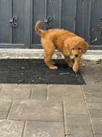 Hazel - Pink Collar, a female Labradoodle for sale in Spring Valley, CA – 5 of 10