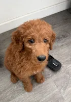 Atomic Marine - Red Collar, a male Labradoodle for sale in Spring Valley, CA – 2 of 10