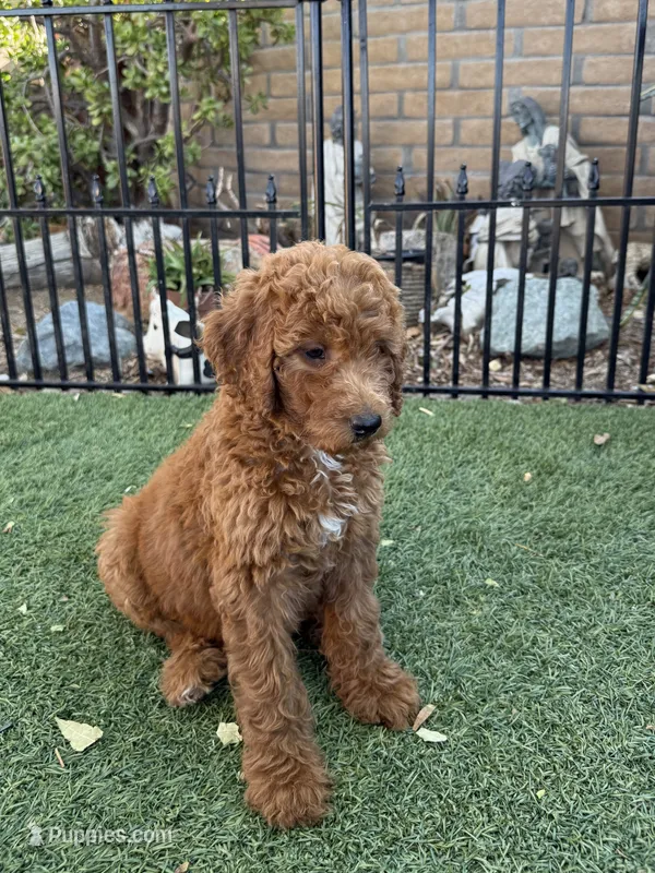 Dakota - Yellow Collar – Labradoodle puppy for sale in Spring Valley, CA