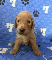 Hazel - Tan Collar, a female Labradoodle for sale in Spring Valley, CA – 4 of 10