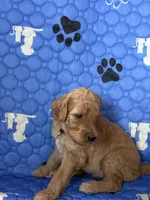 Striker - Black Collar, a male Labradoodle for sale in Spring Valley, CA – 4 of 10