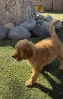 Striker - Lime Green, a male Labradoodle for sale in Spring Valley, CA – 7 of 10