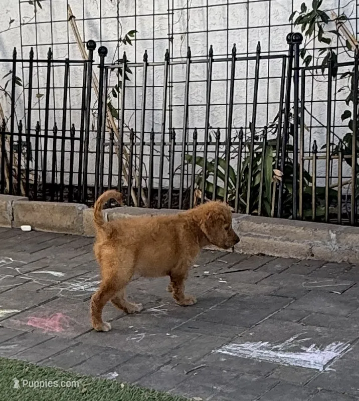 Hazel - Tan Collar – Labradoodle puppy for sale in Spring Valley, CA