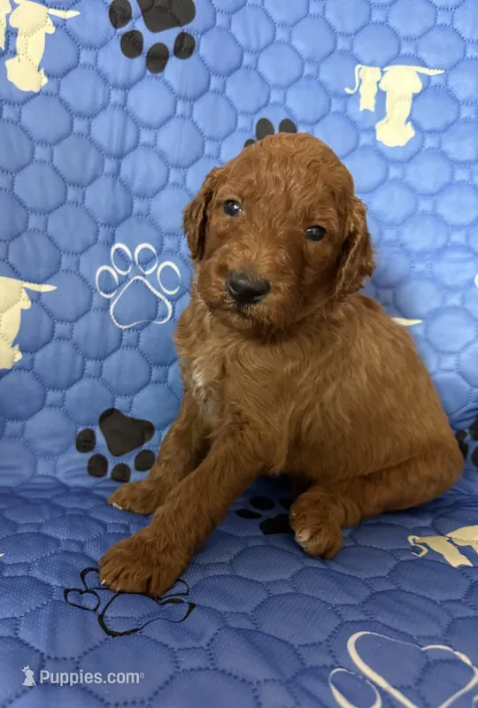 Snicker - Navy Collar – Labradoodle puppy for sale in Spring Valley, CA