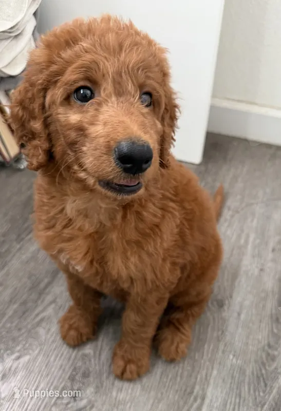 Atomic Marine - Red Collar – Labradoodle puppy for sale in Spring Valley, CA