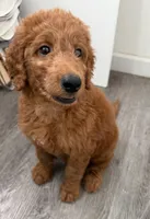 Atomic Marine - Red Collar, a male Labradoodle for sale in Spring Valley, CA – 1 of 10