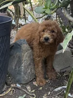 Nutmeg - Orange Collar, a female Labradoodle for sale in Spring Valley, CA – 6 of 10