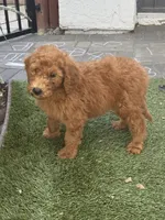 Nutmeg - Orange Collar, a female Labradoodle for sale in Spring Valley, CA – 2 of 10