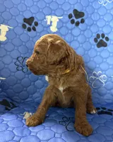 Dakota - Yellow Collar, a female Labradoodle for sale in Spring Valley, CA – 3 of 10