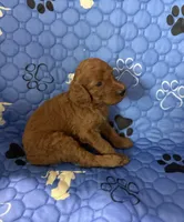Nutmeg - Orange Collar, a female Labradoodle for sale in Spring Valley, CA – 3 of 10