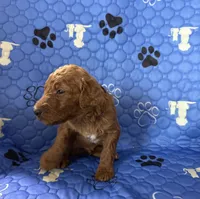 Snicker - Navy Collar, a male Labradoodle for sale in Spring Valley, CA – 3 of 10
