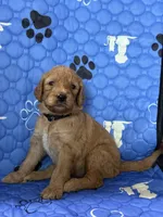 Striker - Black Collar, a male Labradoodle for sale in Spring Valley, CA – 1 of 10