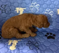 Nutmeg - Orange Collar, a female Labradoodle for sale in Spring Valley, CA – 4 of 10