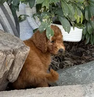 Nutmeg - Orange Collar, a female Labradoodle for sale in Spring Valley, CA – 4 of 10