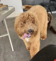 Atomic Marine - Red Collar, a male Labradoodle for sale in Spring Valley, CA – 9 of 10