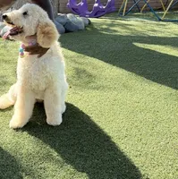 Snowflake, a female Labradoodle for sale in Spring Valley, CA – 3 of 5