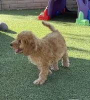 Striker - Lime Green, a male Labradoodle for sale in Spring Valley, CA – 2 of 10