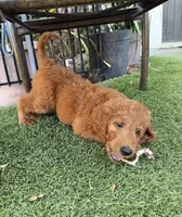 Atomic Marine - Red Collar, a male Labradoodle for sale in Spring Valley, CA – 6 of 10