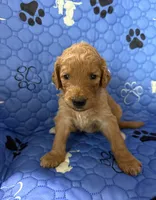 Hazel - Tan Collar, a female Labradoodle for sale in Spring Valley, CA – 3 of 10