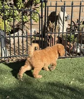 Striker - Lime Green, a male Labradoodle for sale in Spring Valley, CA – 5 of 10