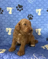 Thumper - Green Collar, a male Labradoodle for sale in Spring Valley, CA – 2 of 10