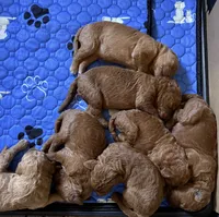 Snicker - Navy Collar, a male Labradoodle for sale in Spring Valley, CA – 4 of 10