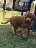 Nutmeg - Orange Collar, a female Labradoodle for sale in Spring Valley, CA – 3 of 10