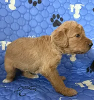 Hazel - Tan Collar, a female Labradoodle for sale in Spring Valley, CA – 2 of 10