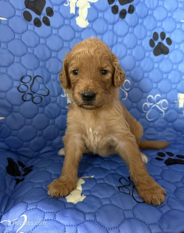 Hazel - Tan Collar – Labradoodle puppy for sale in Spring Valley, CA
