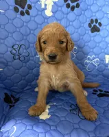 Hazel - Tan Collar, a female Labradoodle for sale in Spring Valley, CA – 1 of 10