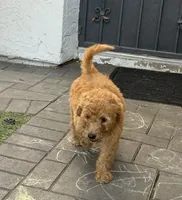 Striker - Lime Green, a male Labradoodle for sale in Spring Valley, CA – 4 of 10