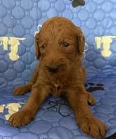 Atomic Marine - Red Collar, a male Labradoodle for sale in Spring Valley, CA – 4 of 10