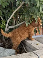Nutmeg - Orange Collar, a female Labradoodle for sale in Spring Valley, CA – 5 of 10