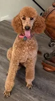 Thumper - Green Collar, a male Labradoodle for sale in Spring Valley, CA – 5 of 10