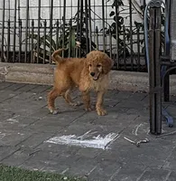 Hazel - Pink Collar, a female Labradoodle for sale in Spring Valley, CA – 1 of 10