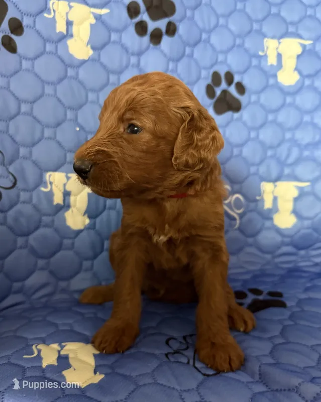 Atomic Marine - Red Collar – Labradoodle puppy for sale in Spring Valley, CA