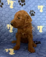 Atomic Marine - Red Collar, a male Labradoodle for sale in Spring Valley, CA – 1 of 10