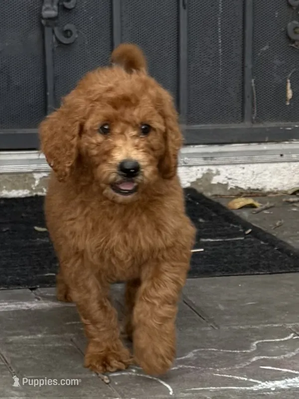 Nutmeg - Orange Collar – Labradoodle puppy for sale in Spring Valley, CA